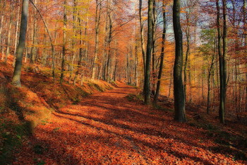 Herbstwald / Odenwald / Hessen