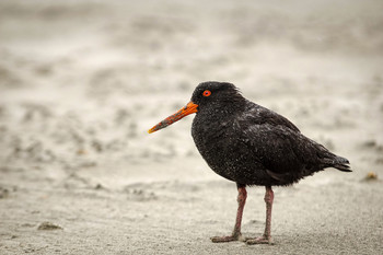 Austernfischer / Austernfischer an der Golden Bay, NZ