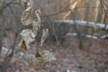 late autumn / ***