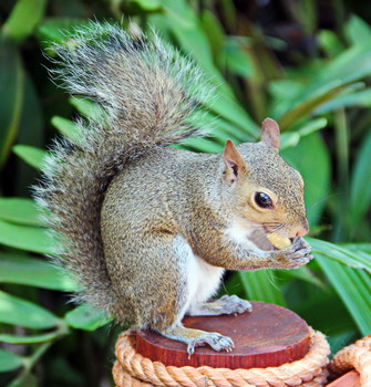 Squirrel / ***