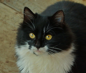pussycat / ***