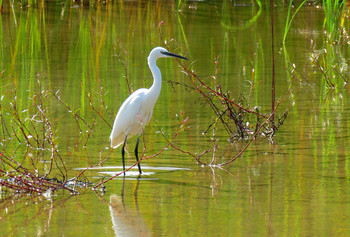Egret / ***