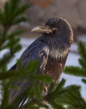 Raven / ***
