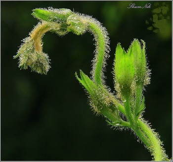 Awakening / ***