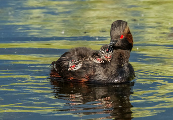 Familien-Fotos / ***