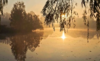 Herbstnebel / ***