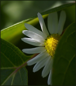 Shy Daisy / ***