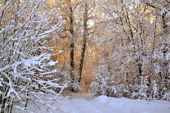 Gold-Winter / ...