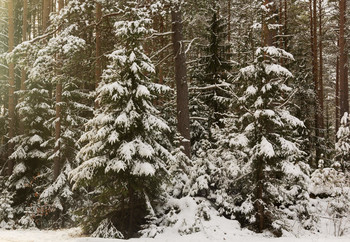 Forest Study / ***