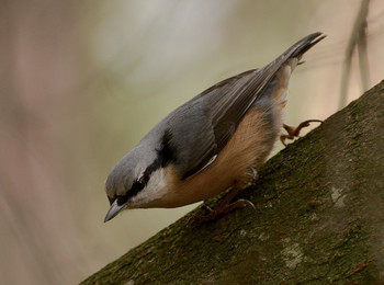 Nuthatch / ***