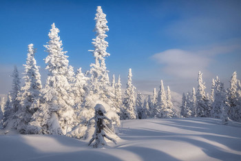 Winter shadows / ***