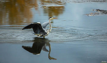 Gray Heron / The gray heron, also called heron, is a bird from the order Pelecaniformes. It is widespread and common in Eurasia and Africa. There are four subspecies worldwide. It is represented in Central Europe with the nominate form Ardea cinerea cinerea.
Scientific name: Ardea cinerea
Wikipedia
