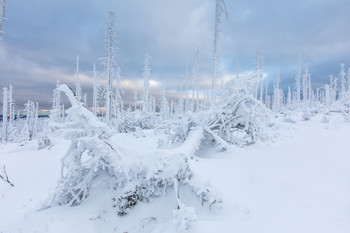 Winterwonderland / Winterstimmung am Dreisesselberg
