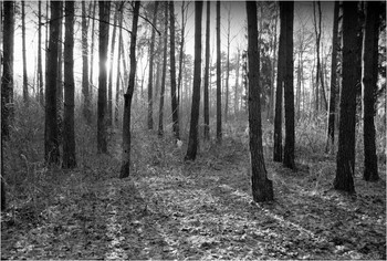 in the park / ***