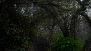 Dunkelwald / düsterer Waldweg