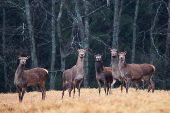 Pashkevich68 / Pashkevich68