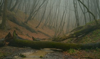 In forest / ***