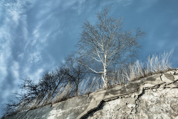 und Bäume auf den Felsen / ***