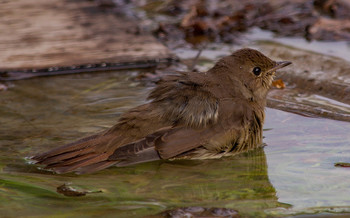 bathing / ***