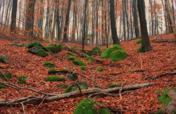 Natur / Natur