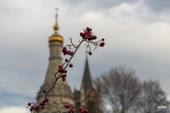 Rote Beeren / ***