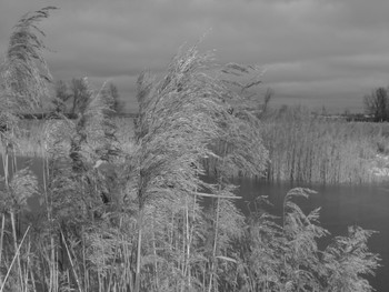Reed / ***