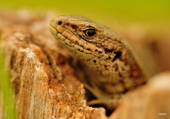 Aachener Drachen / Im Sommer hatte ich eine schöne Eidechse Wildlife erlegt. :)
