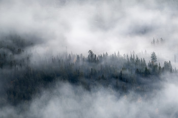 Woodlands / View over a mist woodland photographed during a descent from a nearby mountain
