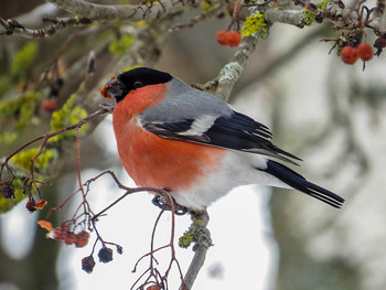 Bullfinch / ***