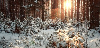 Winterwald / ***
