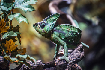 The chameleon / Find me also at https://arnaubolet.wixsite.com/photography -
https://www.clickasnap.com/ArnauBolet - https://twitter.com/BoletArnau and https://www.instagram.com/arnau_bolet_photography/?hl=es