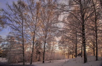 Birch. / ***