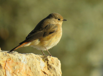 redstart / ***