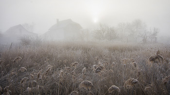 Foggy morning / ***