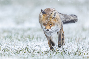 Jetzt aber schnell.... / ...ein Winterfuchs