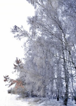 No name / ***