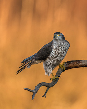 Goshawk / Goahawk against a warm yellow background