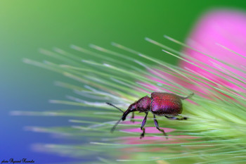 Little weevil / Weevil (Rhynchites bacchus).
Thanks for your visit, likes and comments