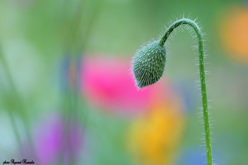 Hairy / Thank you for viewing my images...