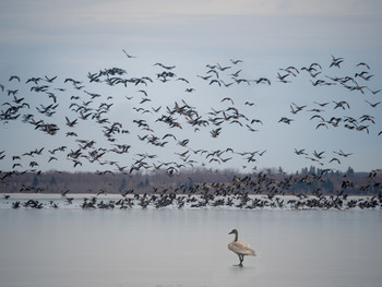 Cygnet Flypast / I wonder how the young swan feels. Is it left behind? Or wanting to opt out of the fuss and fury of the flock? As the lake freezes over, the migrating birds are compressed into smaller and smaller areas of open water.