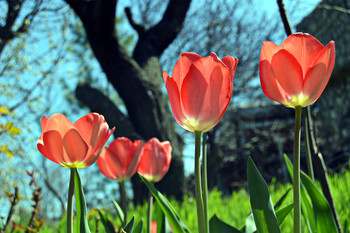 spring pictures / ***