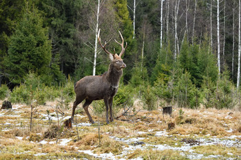 in den Winterwald / [img]https://i.imgur.com/x6v66Zg.jpg[/img]