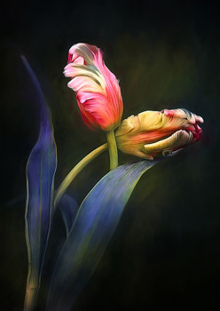 Tulips / Spring Flowers