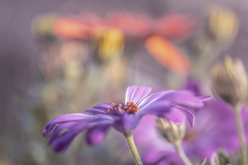soft flowers / Just a shot of flowers in my garden