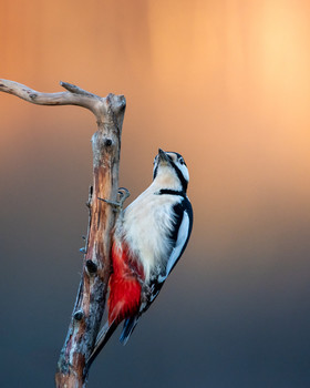 Woodpecker / While we were waiting in hide for eagles or other raptors to come we had a visit by this fellow. Beautiful bird.