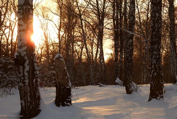 Evening forest / ...