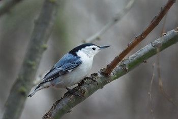 Resting Position / Nuthatches prefer to feed upside down.