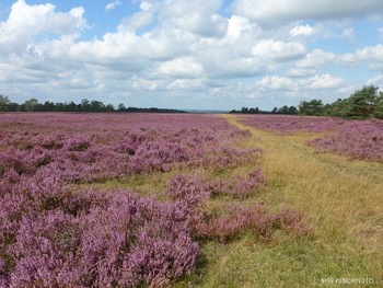 Fischbeker Heide Hamburg / ***