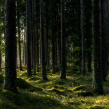 Woodland / Woodland scene covered in green moss