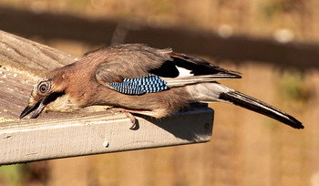 Jay / ***